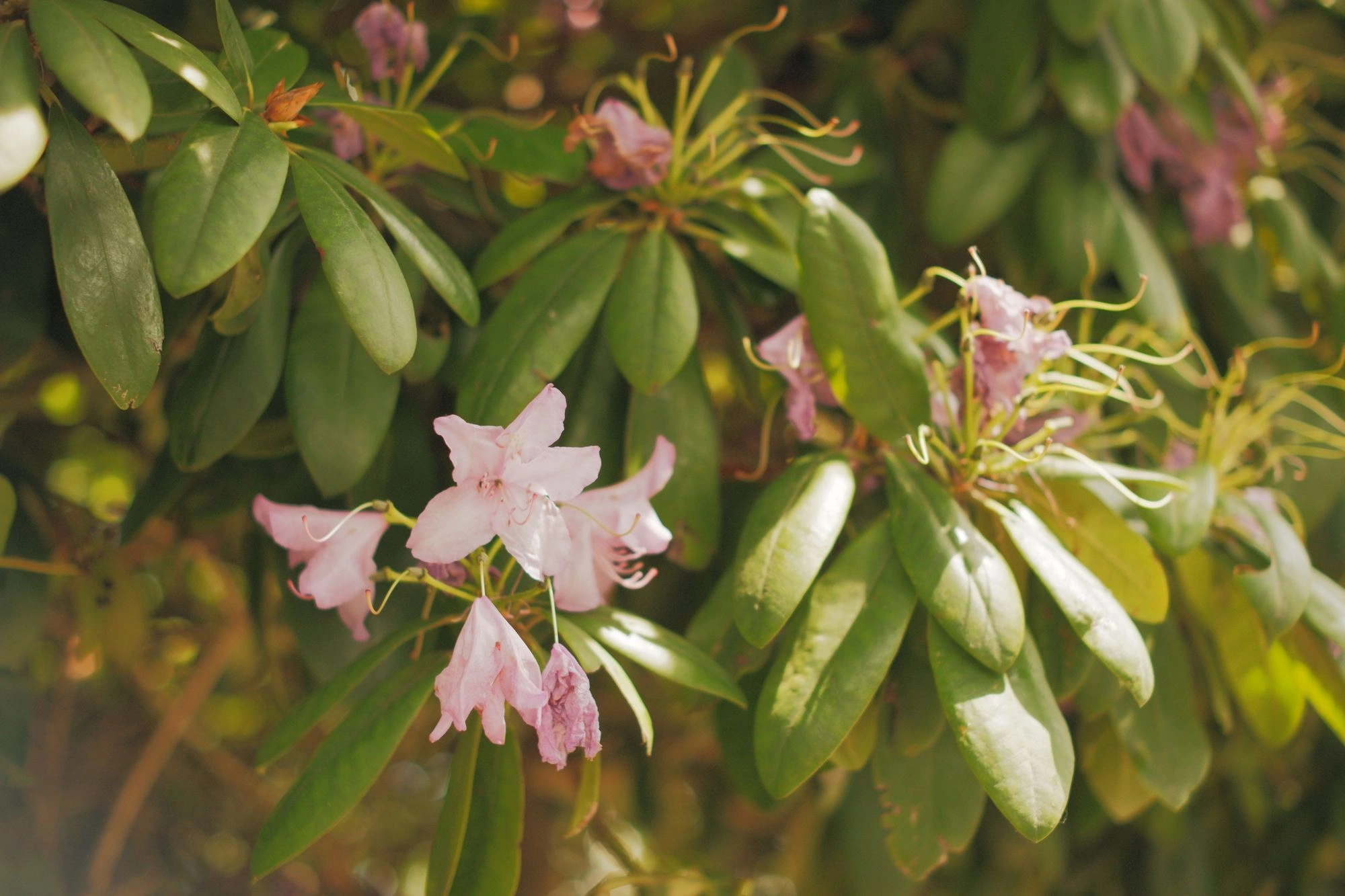 2026-05-31 - xt35 - color - NL - Utrecht - Pink flowers on tree
