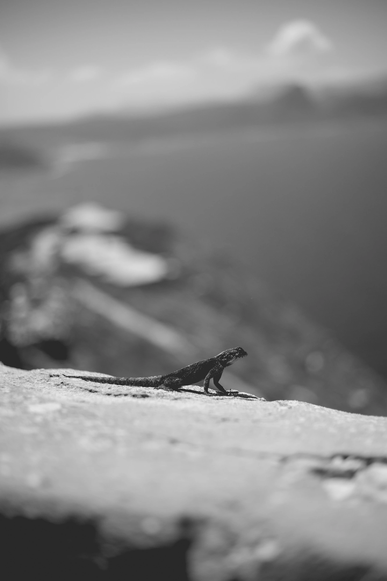 2022-02-16 - xt35 - bw - ZA - Cape Town - Lizard on rock with ocean and mountains in the background
