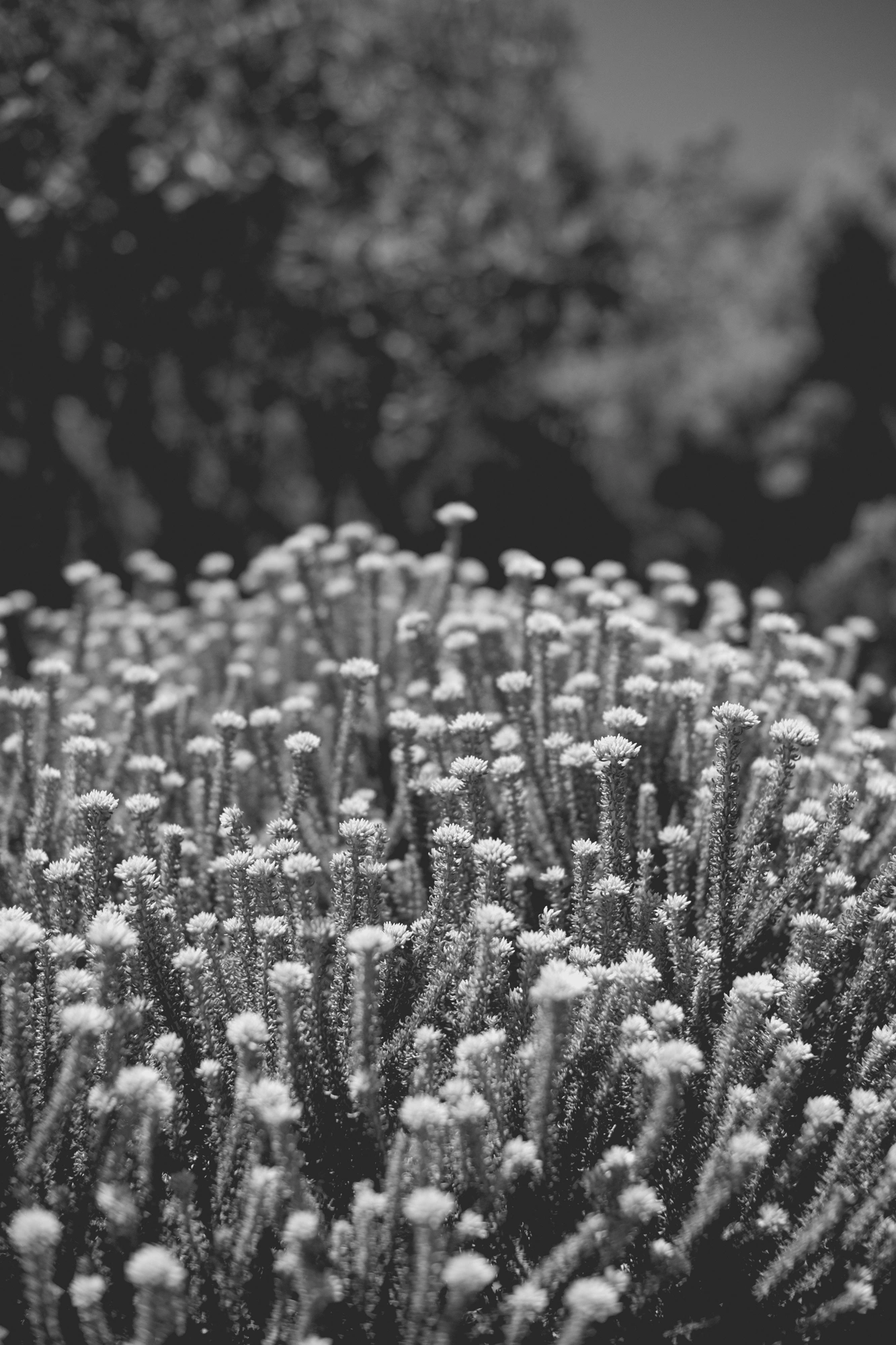 2022-02-16 - xt35 - bw - ZA - Cape Town - Plants