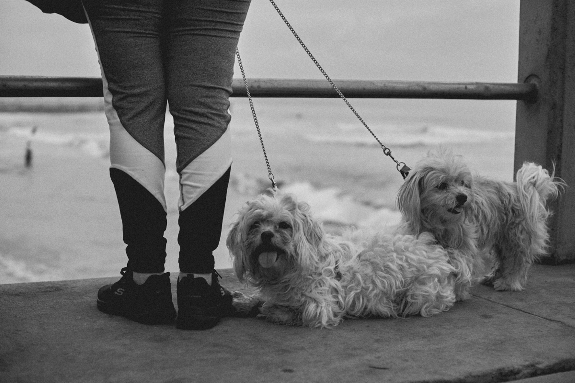 2022-09-18 - xt35 - bw - ZA - Durban - Dogs sitting on pier