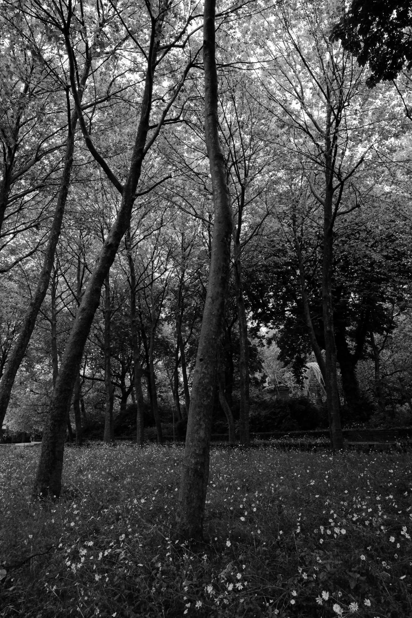 2024-06-16 - xt15-45 - bw - BE - Brussles - Trees