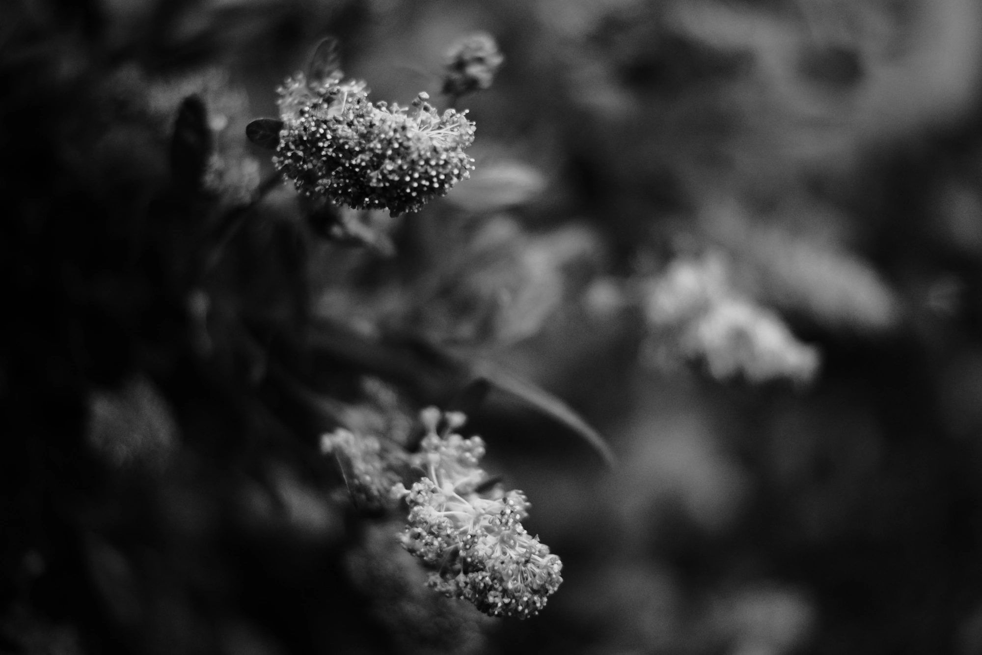 2024-06-16 - xt35 - bw - BE - Brussles - Fuzzy flowers