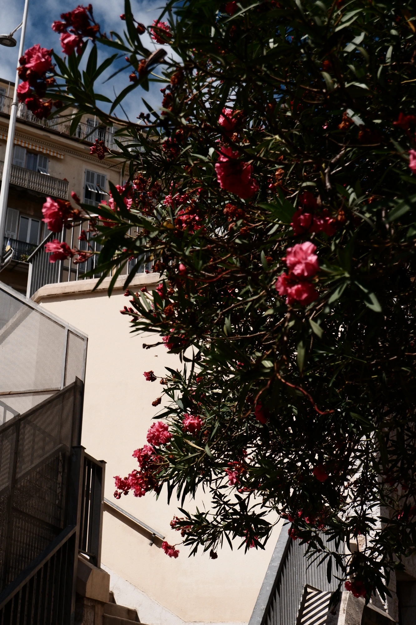 2025-09-06 - xt15-45 - color - FR - Nice - Tree with pink flowers