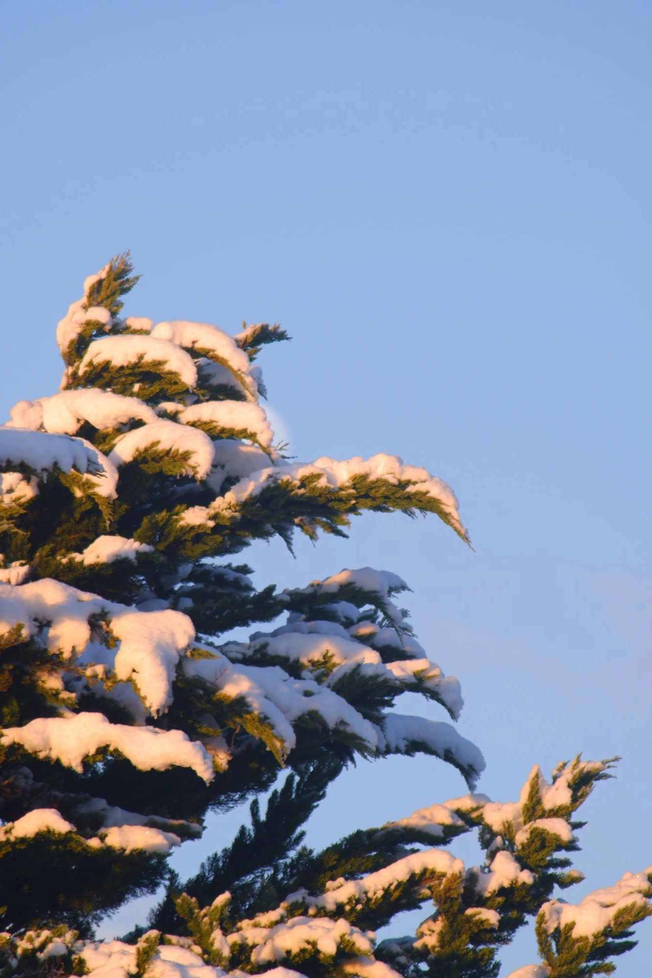 2026-01-03 - xt75-300 - color - NL - Tree covered in snow