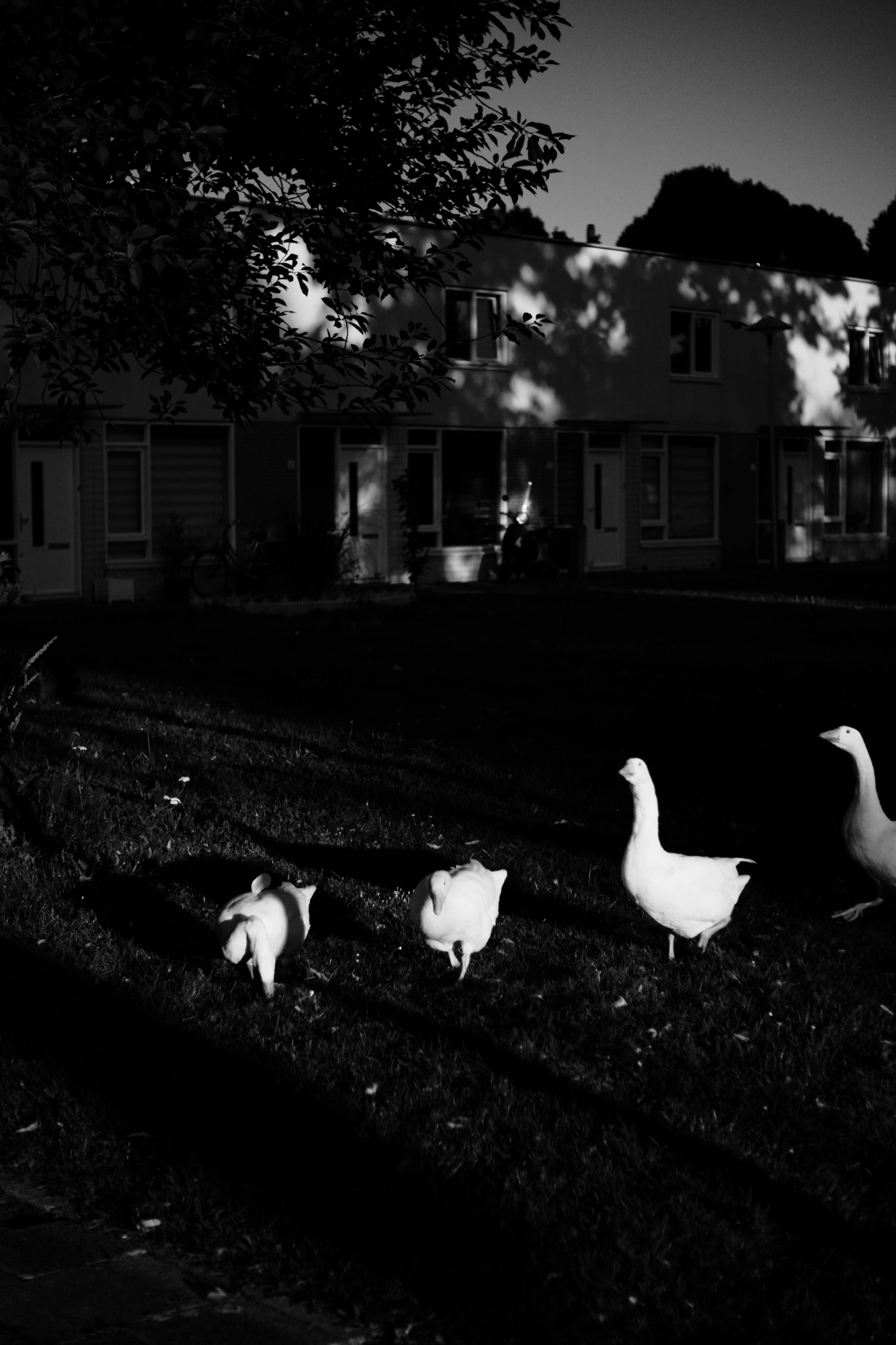 2023-08-15 - xt35 - bw - NL - Utrecht - Geese walking